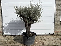 Olijfboom old skin - olea europaea - ca. 75 jaar oud - hoogte ca. 220 cm
