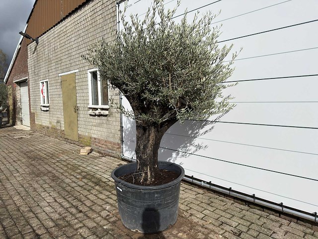 Olijfboom old skin - olea europaea - ca. 75 jaar oud - hoogte ca. 220 cm - afbeelding 2 van  8