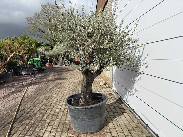 Olijfboom old skin - olea europaea - ca. 75 jaar oud - hoogte ca. 220 cm - afbeelding 3 van  8