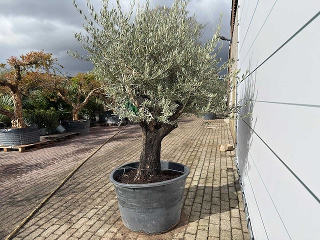 Olijfboom old skin - olea europaea - ca. 75 jaar oud - hoogte ca. 220 cm - afbeelding 4 van  8