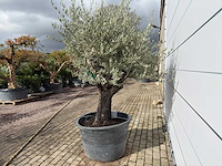 Olijfboom old skin - olea europaea - ca. 75 jaar oud - hoogte ca. 220 cm - afbeelding 4 van  8