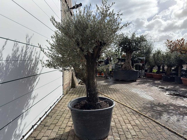Olijfboom old skin - olea europaea - ca. 75 jaar oud - hoogte ca. 220 cm - afbeelding 5 van  8