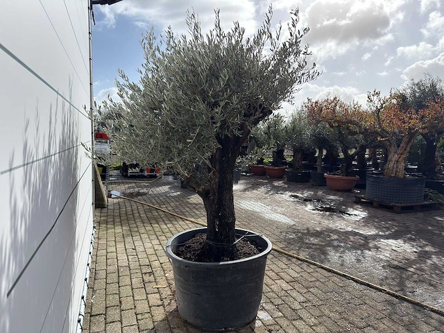 Olijfboom old skin - olea europaea - ca. 75 jaar oud - hoogte ca. 220 cm - afbeelding 6 van  8
