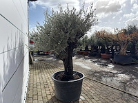 Olijfboom old skin - olea europaea - ca. 75 jaar oud - hoogte ca. 220 cm - afbeelding 6 van  8