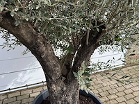 Olijfboom old skin - olea europaea - ca. 75 jaar oud - hoogte ca. 220 cm - afbeelding 7 van  8