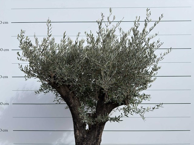Olijfboom old skin - olea europaea - ca. 75 jaar oud - hoogte ca. 220 cm - afbeelding 8 van  8