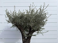 Olijfboom old skin - olea europaea - ca. 75 jaar oud - hoogte ca. 220 cm - afbeelding 8 van  8