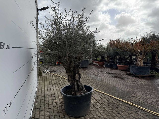 Olijfboom old skin - olea europaea - ca. 75 jaar oud - hoogte ca. 220 cm - afbeelding 1 van  2