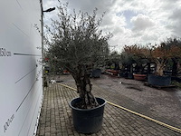 Olijfboom old skin - olea europaea - ca. 75 jaar oud - hoogte ca. 220 cm