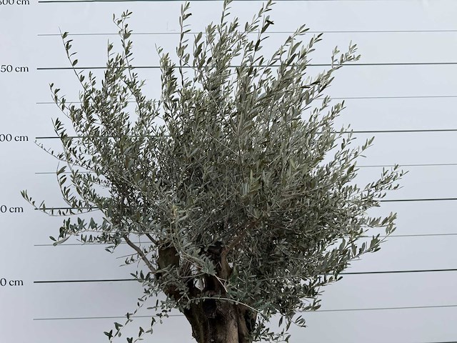 Olijfboom old skin - olea europaea - ca. 75 jaar oud - hoogte ca. 220 cm - afbeelding 2 van  2