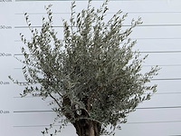 Olijfboom old skin - olea europaea - ca. 75 jaar oud - hoogte ca. 220 cm - afbeelding 2 van  2