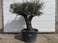 Olijfboom old skin - olea europaea - ca. 75 jaar oud - hoogte ca. 220 cm - afbeelding 1 van  7