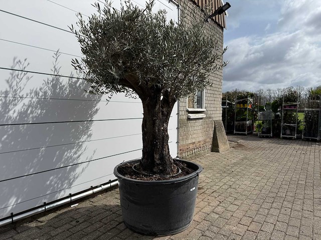 Olijfboom old skin - olea europaea - ca. 75 jaar oud - hoogte ca. 220 cm - afbeelding 2 van  7