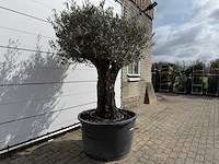 Olijfboom old skin - olea europaea - ca. 75 jaar oud - hoogte ca. 220 cm - afbeelding 2 van  7