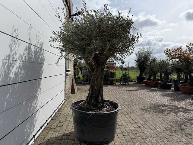 Olijfboom old skin - olea europaea - ca. 75 jaar oud - hoogte ca. 220 cm - afbeelding 3 van  7