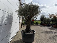 Olijfboom old skin - olea europaea - ca. 75 jaar oud - hoogte ca. 220 cm - afbeelding 3 van  7