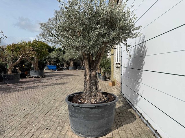Olijfboom old skin - olea europaea - ca. 75 jaar oud - hoogte ca. 220 cm - afbeelding 4 van  7