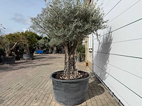 Olijfboom old skin - olea europaea - ca. 75 jaar oud - hoogte ca. 220 cm - afbeelding 4 van  7