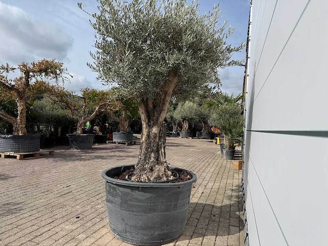 Olijfboom old skin - olea europaea - ca. 75 jaar oud - hoogte ca. 220 cm - afbeelding 5 van  7