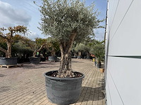 Olijfboom old skin - olea europaea - ca. 75 jaar oud - hoogte ca. 220 cm - afbeelding 5 van  7