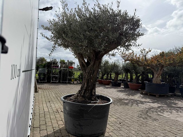 Olijfboom old skin - olea europaea - ca. 75 jaar oud - hoogte ca. 220 cm - afbeelding 6 van  7