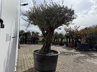 Olijfboom old skin - olea europaea - ca. 75 jaar oud - hoogte ca. 220 cm - afbeelding 6 van  7