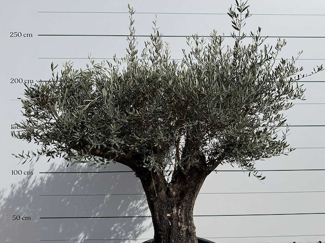 Olijfboom old skin - olea europaea - ca. 75 jaar oud - hoogte ca. 220 cm - afbeelding 7 van  7