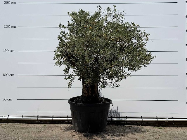 Olijfboom old skin - olea europaea - ca. 75 jaar oud - hoogte ca. 220 cm - afbeelding 1 van  4
