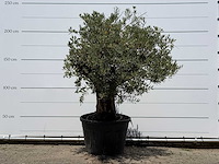 Olijfboom old skin - olea europaea - ca. 75 jaar oud - hoogte ca. 220 cm - afbeelding 1 van  4