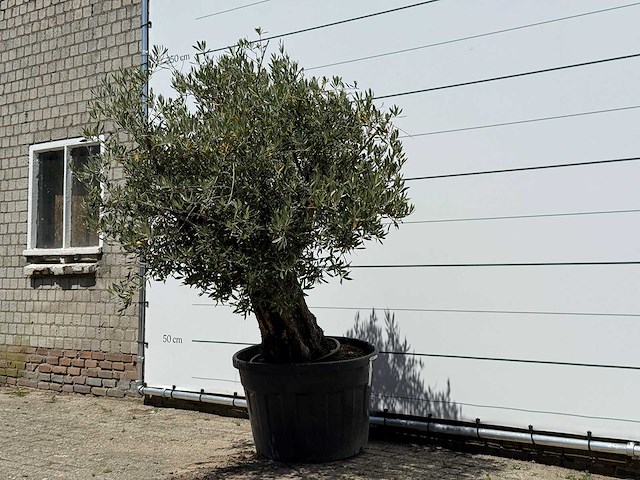 Olijfboom old skin - olea europaea - ca. 75 jaar oud - hoogte ca. 220 cm - afbeelding 2 van  4