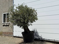 Olijfboom old skin - olea europaea - ca. 75 jaar oud - hoogte ca. 220 cm - afbeelding 2 van  4