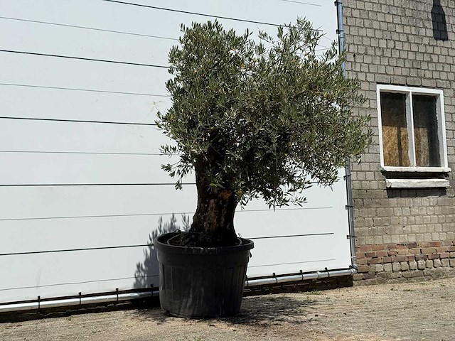 Olijfboom old skin - olea europaea - ca. 75 jaar oud - hoogte ca. 220 cm - afbeelding 3 van  4
