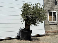 Olijfboom old skin - olea europaea - ca. 75 jaar oud - hoogte ca. 220 cm - afbeelding 3 van  4