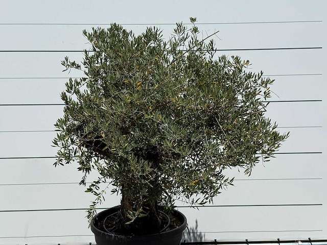 Olijfboom old skin - olea europaea - ca. 75 jaar oud - hoogte ca. 220 cm - afbeelding 4 van  4