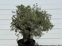 Olijfboom old skin - olea europaea - ca. 75 jaar oud - hoogte ca. 220 cm - afbeelding 4 van  4