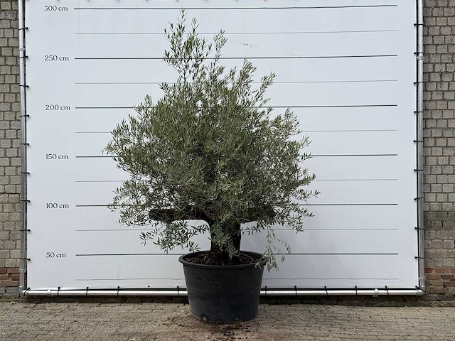 Olijfboom old skin - olea europaea - ca. 75 jaar oud - hoogte ca. 220 cm - afbeelding 1 van  3