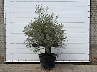 Olijfboom old skin - olea europaea - ca. 75 jaar oud - hoogte ca. 220 cm - afbeelding 1 van  3