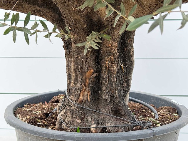 Olijfboom old skin - olea europaea - ca. 75 jaar oud - hoogte ca. 220 cm - afbeelding 2 van  3