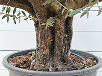 Olijfboom old skin - olea europaea - ca. 75 jaar oud - hoogte ca. 220 cm - afbeelding 2 van  3