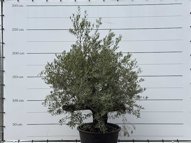 Olijfboom old skin - olea europaea - ca. 75 jaar oud - hoogte ca. 220 cm - afbeelding 3 van  3