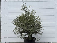Olijfboom old skin - olea europaea - ca. 75 jaar oud - hoogte ca. 220 cm - afbeelding 3 van  3