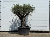 Olijfboom old skin - olea europaea - ca. 75 jaar oud - hoogte ca. 220 cm - afbeelding 1 van  6