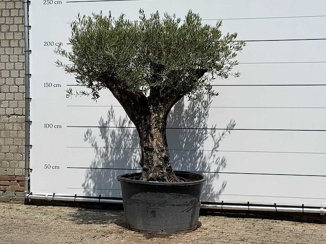 Olijfboom old skin - olea europaea - ca. 75 jaar oud - hoogte ca. 220 cm - afbeelding 2 van  6