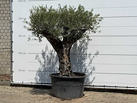 Olijfboom old skin - olea europaea - ca. 75 jaar oud - hoogte ca. 220 cm - afbeelding 2 van  6