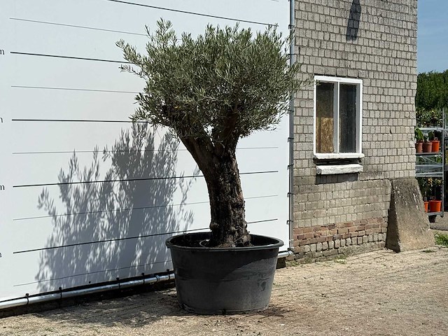 Olijfboom old skin - olea europaea - ca. 75 jaar oud - hoogte ca. 220 cm - afbeelding 3 van  6