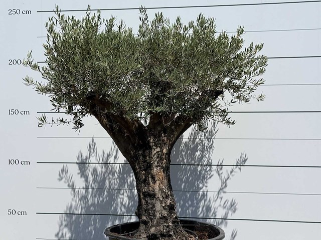 Olijfboom old skin - olea europaea - ca. 75 jaar oud - hoogte ca. 220 cm - afbeelding 4 van  6