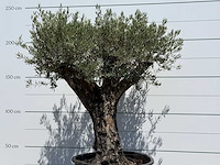 Olijfboom old skin - olea europaea - ca. 75 jaar oud - hoogte ca. 220 cm - afbeelding 4 van  6