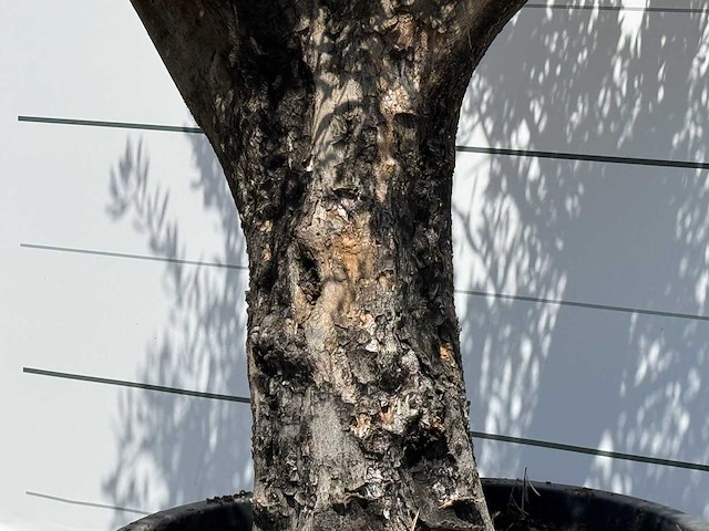 Olijfboom old skin - olea europaea - ca. 75 jaar oud - hoogte ca. 220 cm - afbeelding 5 van  6