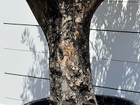 Olijfboom old skin - olea europaea - ca. 75 jaar oud - hoogte ca. 220 cm - afbeelding 5 van  6