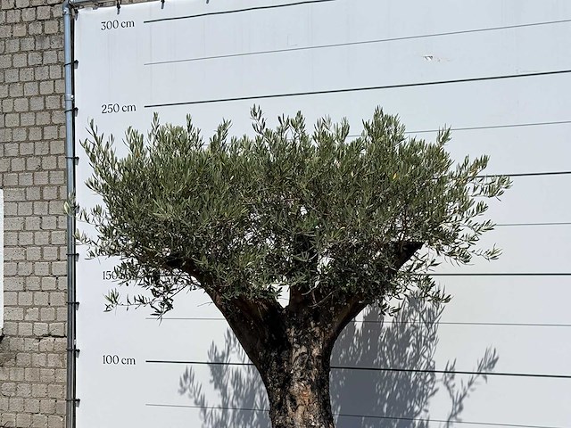 Olijfboom old skin - olea europaea - ca. 75 jaar oud - hoogte ca. 220 cm - afbeelding 6 van  6